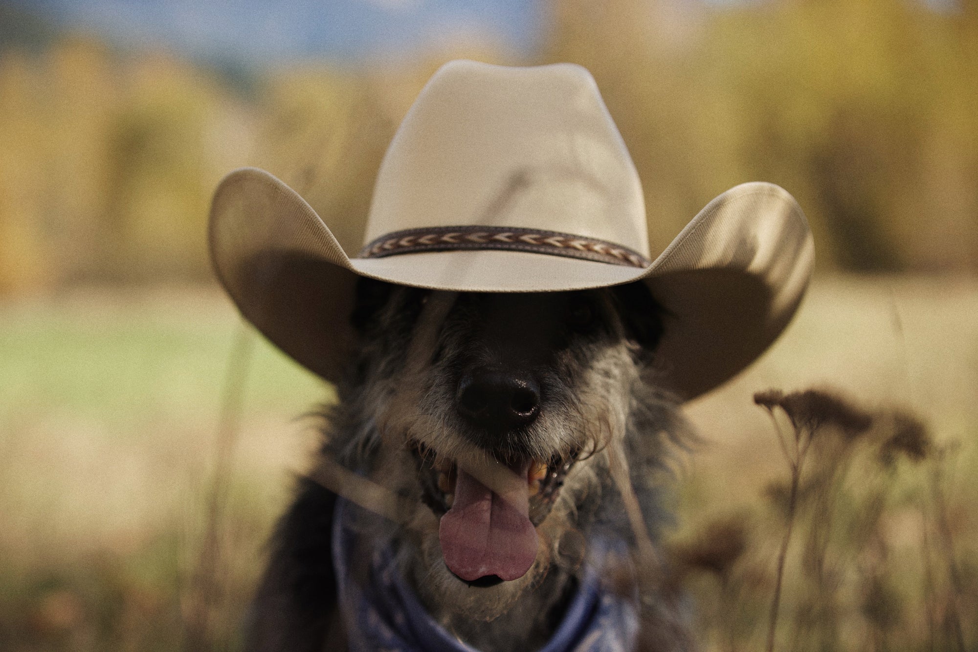 Holistic Dog Care: Easy Tips from Canadian Vets and Canine Herbalists - The Fetching Box - Consciously curated monthly boxes, for dogs