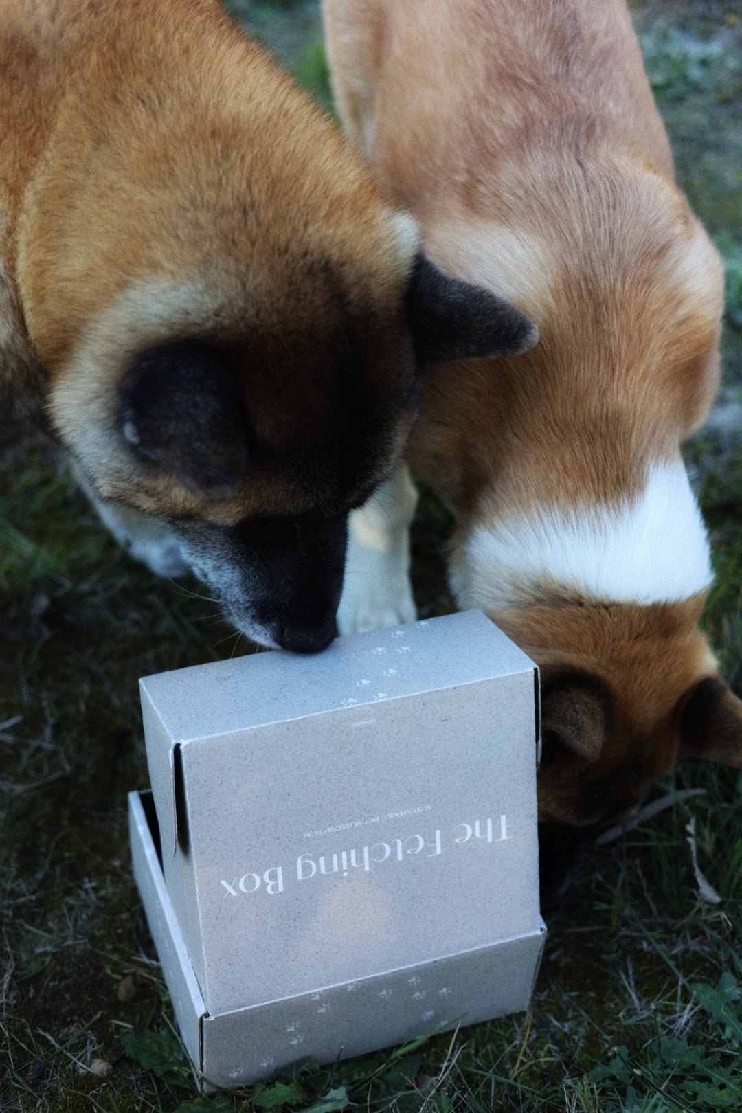 The Best Dog Subscription Boxes in Canada (2026 Guide) - The Fetching Box - Consciously curated monthly boxes, for dogs