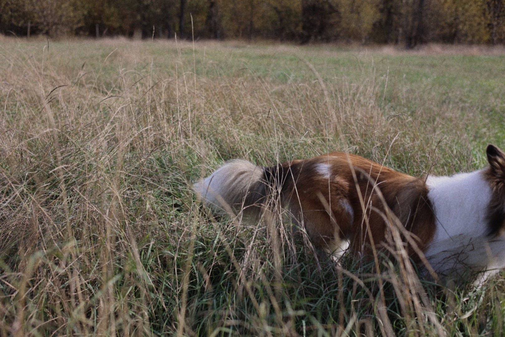 Why Most Dog Subscription Boxes Are Secretly Bad for the Planet - The Fetching Box - Consciously curated monthly boxes, for dogs