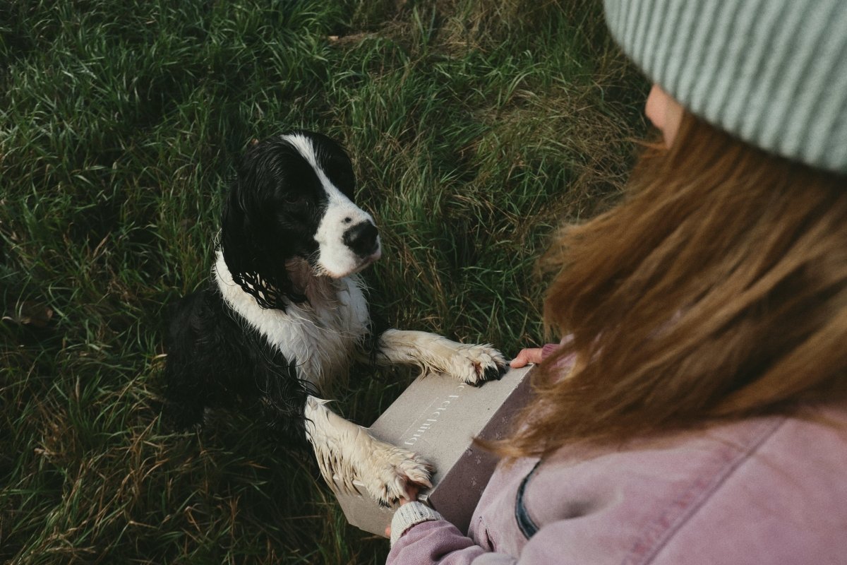 Alpha Box - The Fetching Box - Consciously curated monthly boxes, for dogs