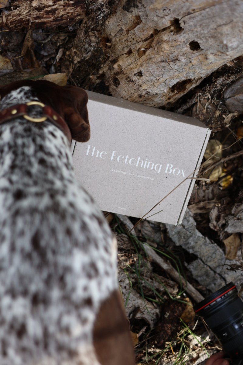 Alpha Box - The Fetching Box - Consciously curated monthly boxes, for dogs